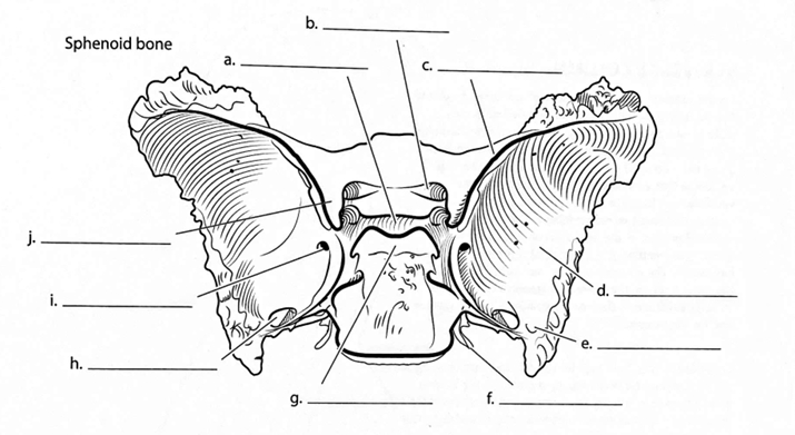 <p>ID → Dorsum Sellae</p>