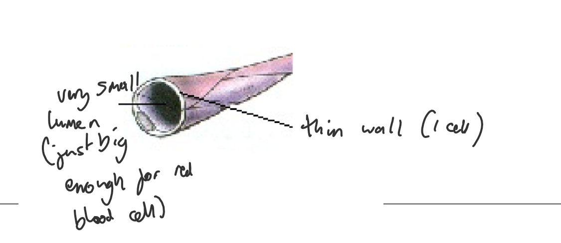 <ul><li><p>Structure:</p><ul><li><p>Single layer of endothelial cells.</p></li><li><p>Very small diameter.</p></li><li><p>Extensive network throughout tissues.</p></li></ul></li><li><p>Function:</p><ul><li><p>Site of exchange of nutrients, gases, and waste products between blood and tissues.</p></li><li><p>Endothelial cells are thin, allowing for easy diffusion of substances.</p></li><li><p>Small diameter ensures close proximity of blood to tissue cells, facilitating efficient exchange.</p></li><li><p>Extensive network provides a large surface area for exchange.</p></li></ul></li></ul>