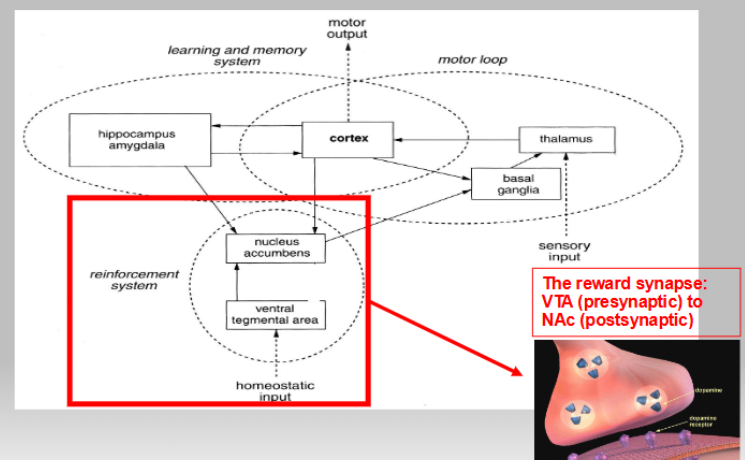knowt flashcard image
