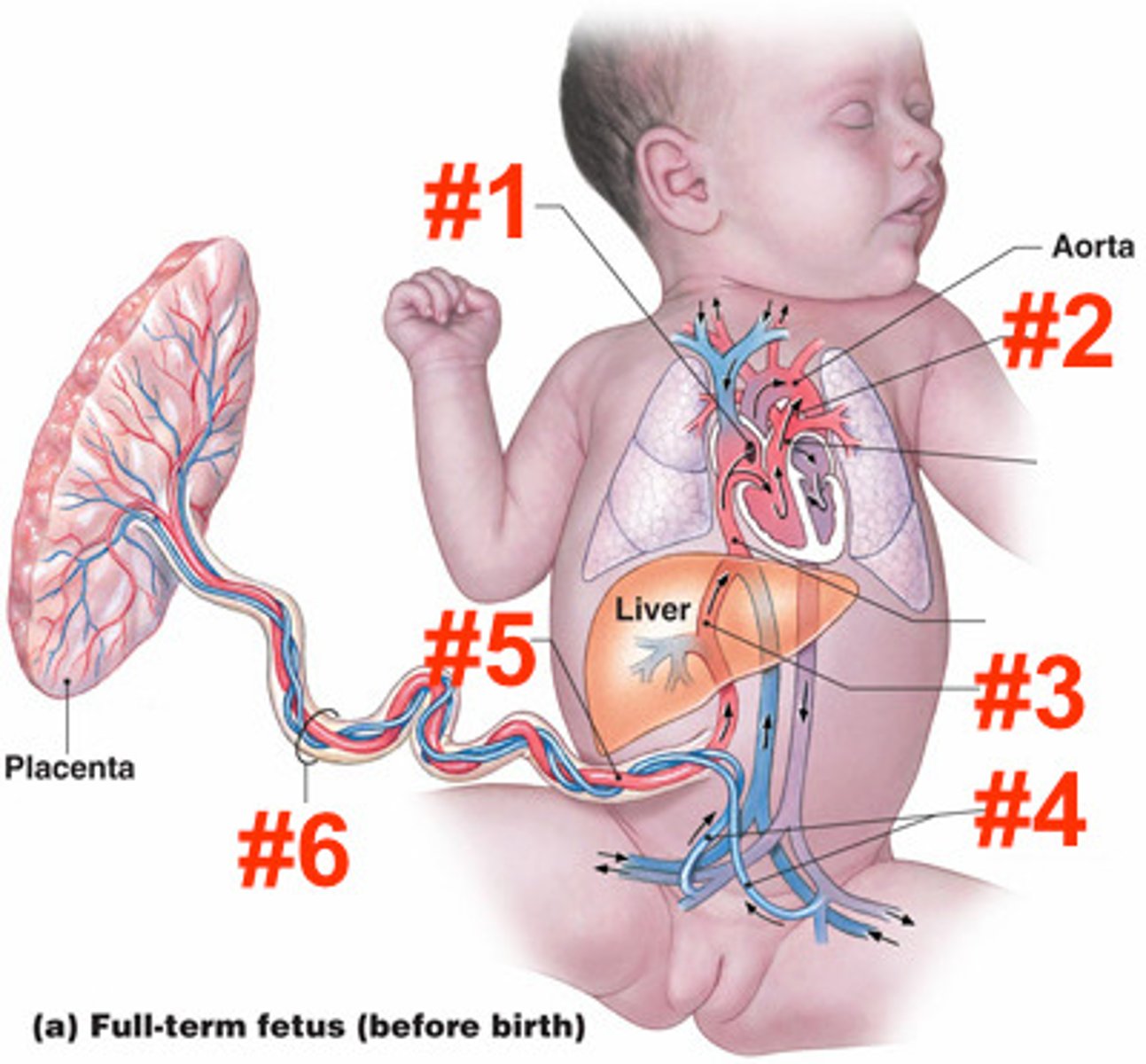 <p>Name the vessel which delivers oxygen rich blood to the fetus from the placenta, in red. (#5)</p>
