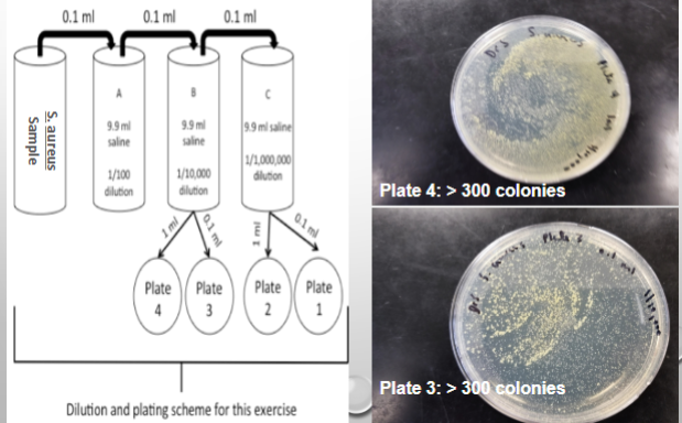 <p>Overview of Lab:</p>