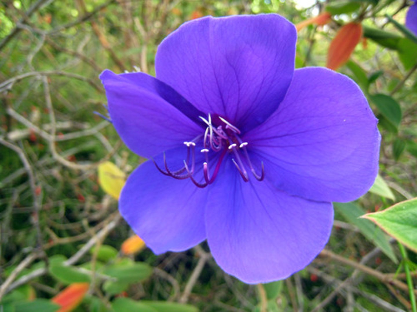 <p>opposite arrangement, square stems, zygomorphic flowers, aromatic, [5,5,2-4,2]</p>