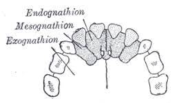 <p>incisive bone for the incisor teeth</p>