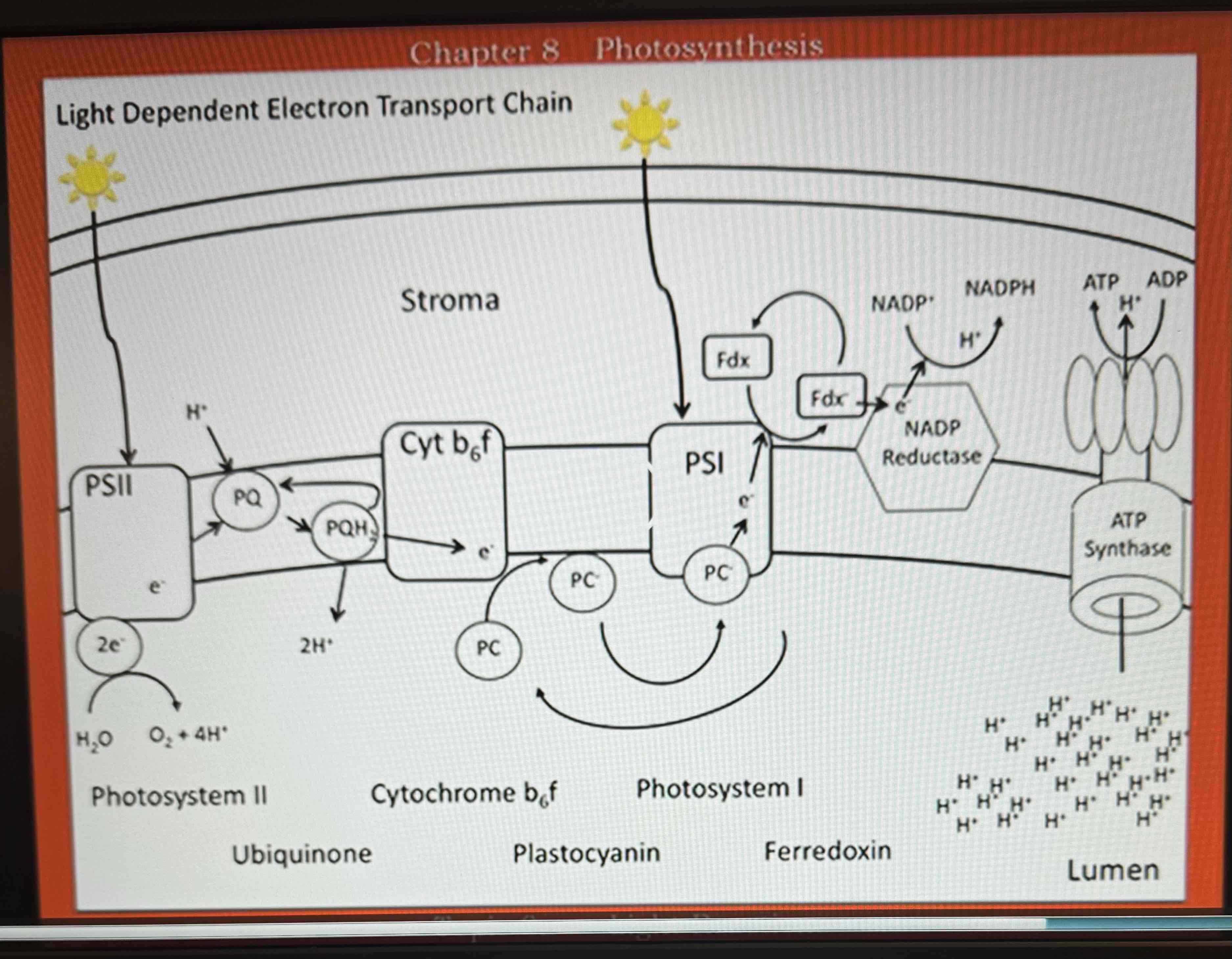 <p><strong>Begins with Light + Water, Ends with NADPH + ATP, occurs across the thylakoid membrane of the chloroplast</strong>: Photosystem 2 harvests a photon of light and uses it to break down a water molecule into O2 that can diffuse throughout the chloroplasts, H+ remains in the lumen and cannot diffuse, e- become energized with the remaining energy from the light, plastoquinone picks up H+ from stroma and e- from PS2. It deposits H+ into the lumen and passes e- to Cy+b6f, Cy+b6f passes the e- to plastocyanin which takes the e- to PS1. PS1 re-energizes the e-, PS1 passes the re-energized e- to Ferridoxin which takes it to NADP reductase, NADP reductase uses the energy to produce NADPH, protons have accumulated in the Lumen pass through a transmembrane protein channel/enzyme called ATP synthase. The energy produced by diffusion i used to produce ATP, ATP is cellular energy currency</p>