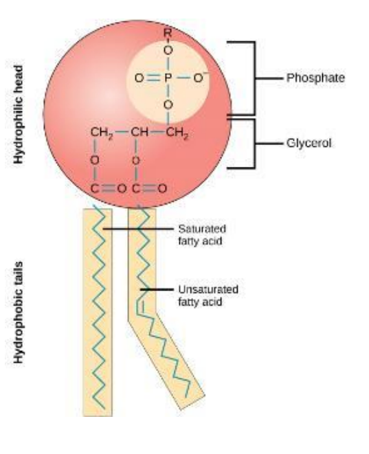 <ul><li><p><span style="font-family: Times New Roman, serif">Major component of plasma membrane</span></p></li><li><p><span style="font-family: Times New Roman, serif">Amphipathic → contain both hydrophilic and hydrophobic regions</span></p><ul><li><p><span style="font-family: Times New Roman, serif">Head: loves water</span></p></li><li><p><span style="font-family: Times New Roman, serif">Tails: hates water</span></p></li></ul></li><li><p><span style="font-family: Times New Roman, serif">Can move around within the bilayer</span></p><ul><li><p><span style="font-family: Times New Roman, serif">Movement makes it impossible to form a completely impenetrable barrier</span></p></li><li><p><span style="font-family: Times New Roman, serif">Allow for changing environment</span></p></li></ul></li></ul>