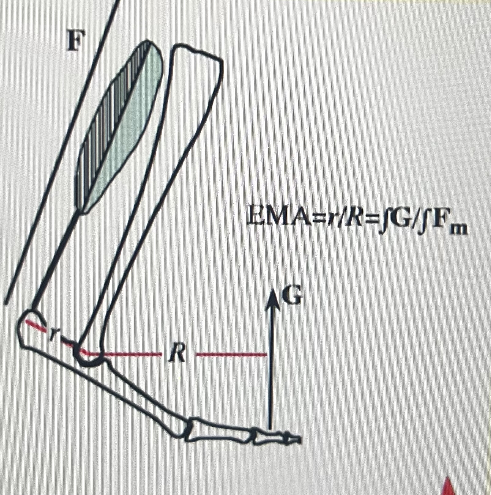 <p>Measure of a given joints leverage against the GRF (relative suitability of the joint to resist gravity)</p><p>EMA = r/R</p>