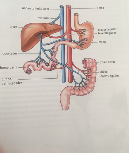Bloed dat uit het maagdarmsysteem komt keert niet meteen terug naar het hart, maar gaat eerst nog langs de lever. De voedingsstoffen die uit het voedsel zijn opgenomen worden zo aan de lever afgegeven.