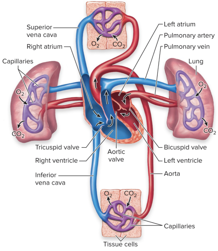 <ol><li><p>deoxygenated blood from body tissues enters the right atrium via the superior and inferior vena cavae</p></li><li><p>blood flows through the tricuspid (AV) valve into the right ventricle</p></li><li><p>blood is pumped out of the pulmonary (SL) valve and to the lungs via the pulmonary arteries</p></li><li><p>blood is oxygenated in the lungs and returns to the heart in the left atria via pulmonary veins</p></li><li><p>flows through mitral/bicuspid (AV) valve and into the left ventricle</p></li><li><p>blood is pumped through the aortic (SL) valve out the aorta to body tissues</p></li></ol>