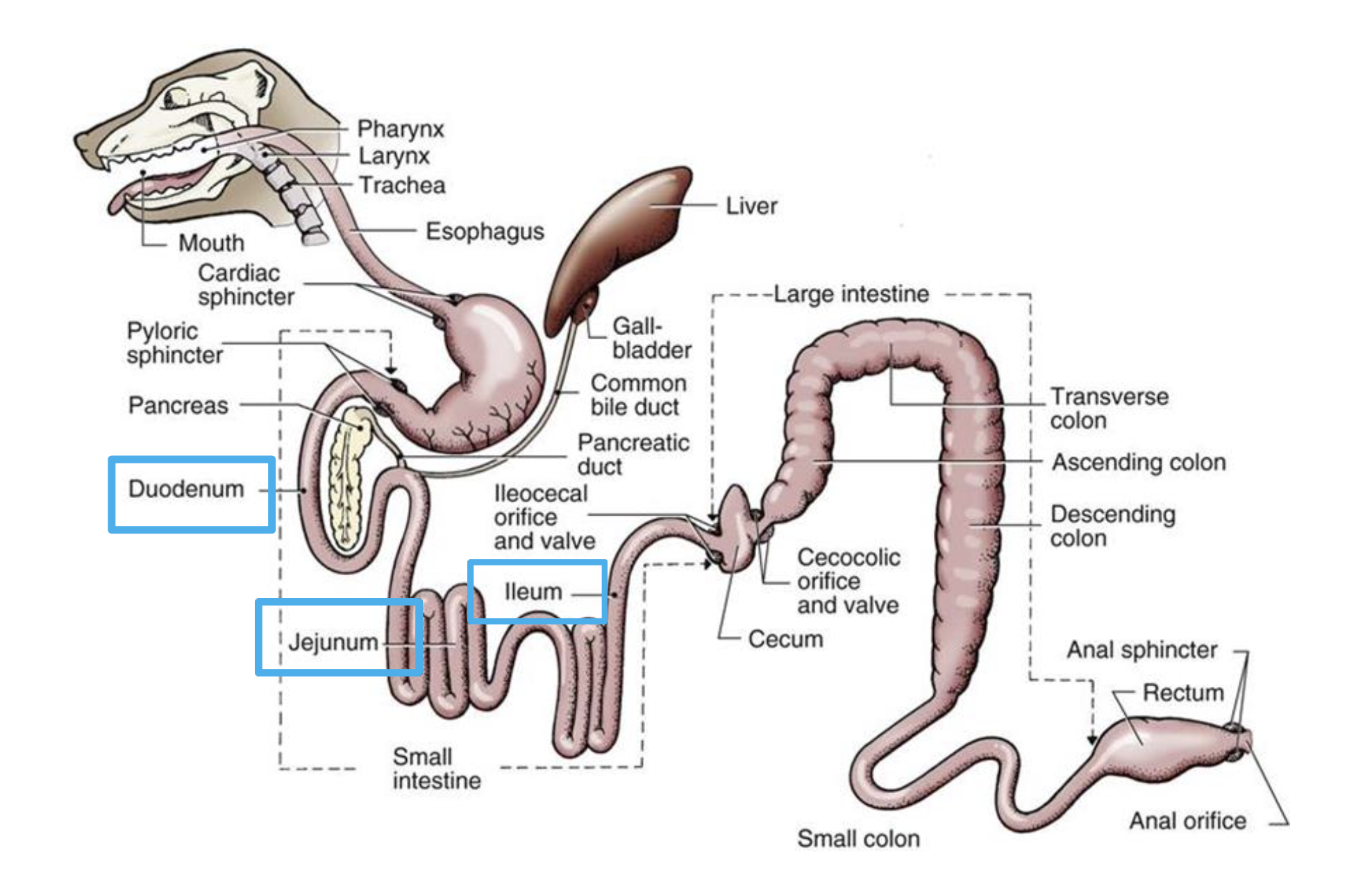 __**Small Intestine**__ 

In all regions of the small intestine the **mucosa has what two important factors?** 