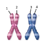 <p>the image below shows two chromosomes from once cell which statement is true </p><p>a. both came from the persons mother?</p><p>b. 1-2 pair is identical to the 3-4 pair</p><p>c. 1 is identical to 2</p><p>d. the chromosomes have not been replicated yet</p>