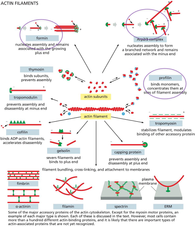 <p>formin: nucleates (initiates) assembly and remains associated with the growing plus end</p><p>Arp2/3 Complex: nucleates (initiates) assembly to form a branched network and remains associated with the minus end</p><p>Profilin: binds actin monomers, concentrates them at sites of filament assembly</p>