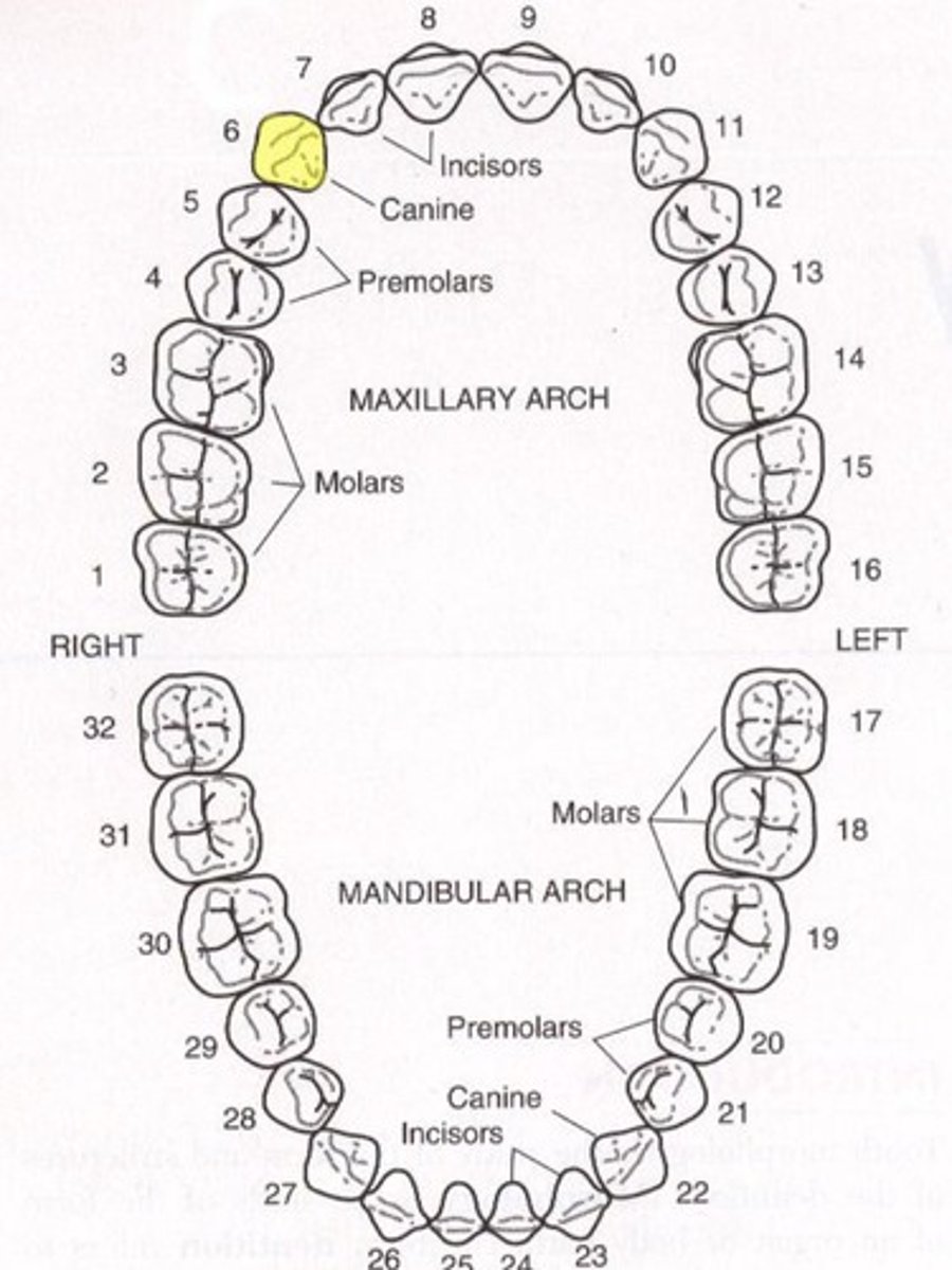 <p>Maxillary right canine</p>