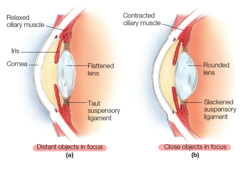 <p>The lens becomes more rounded (increases in curvature) to focus on near objects. This is due to the contraction of the ciliary muscles, which allows the lens to adjust its shape for optimal focus at close range.</p>