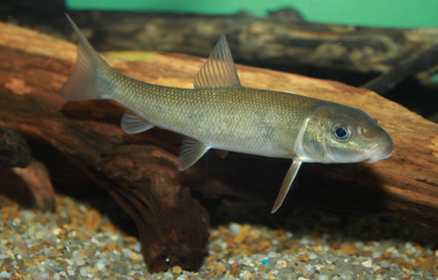 <p>wide range of habitats, migrate into streams to spawn, tolerant of pollution, generalist feeder</p>