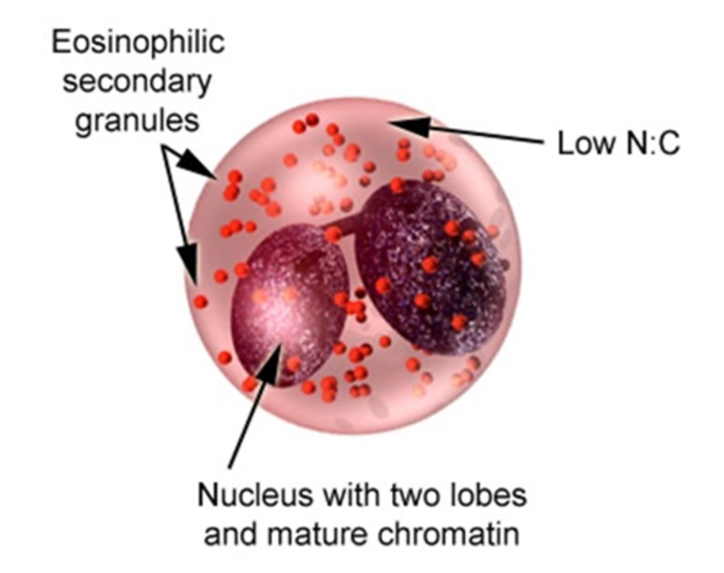 <p>eosinophilic</p>