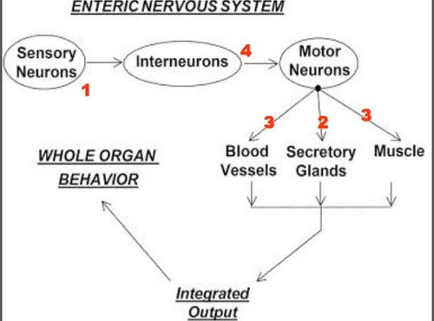 <p>-synapse with other neurons to <strong>relay information between<br>neurons</strong> within the same or adjacent plexus or between enteric<br>and extrinsic neurons<br>-This allows communication and integration of functions <strong>up and<br>down</strong> as well as outside the GI tract.<br>-Allows communications between enteric system and CNS</p>