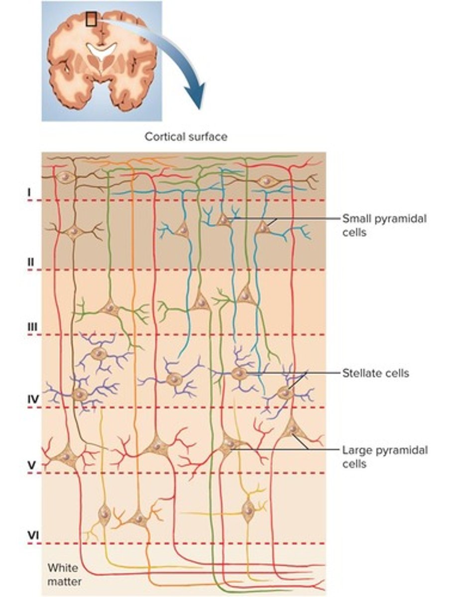 <p>In the cerebral cortex, limbic system, and basal nuclei.</p>
