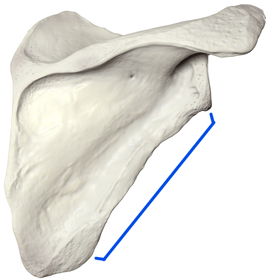 <p>Most lateral edge of the scapula</p>