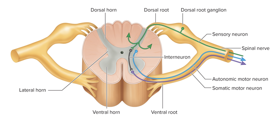 collections of cell bodies of pseudo-unipolar sensory neurons forming dorsal roots