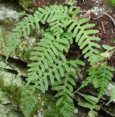 <p><em>Polypodium virginianum</em></p>