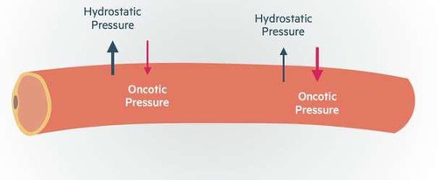 <p>Indicates potential fluid volume excess in lungs.</p>