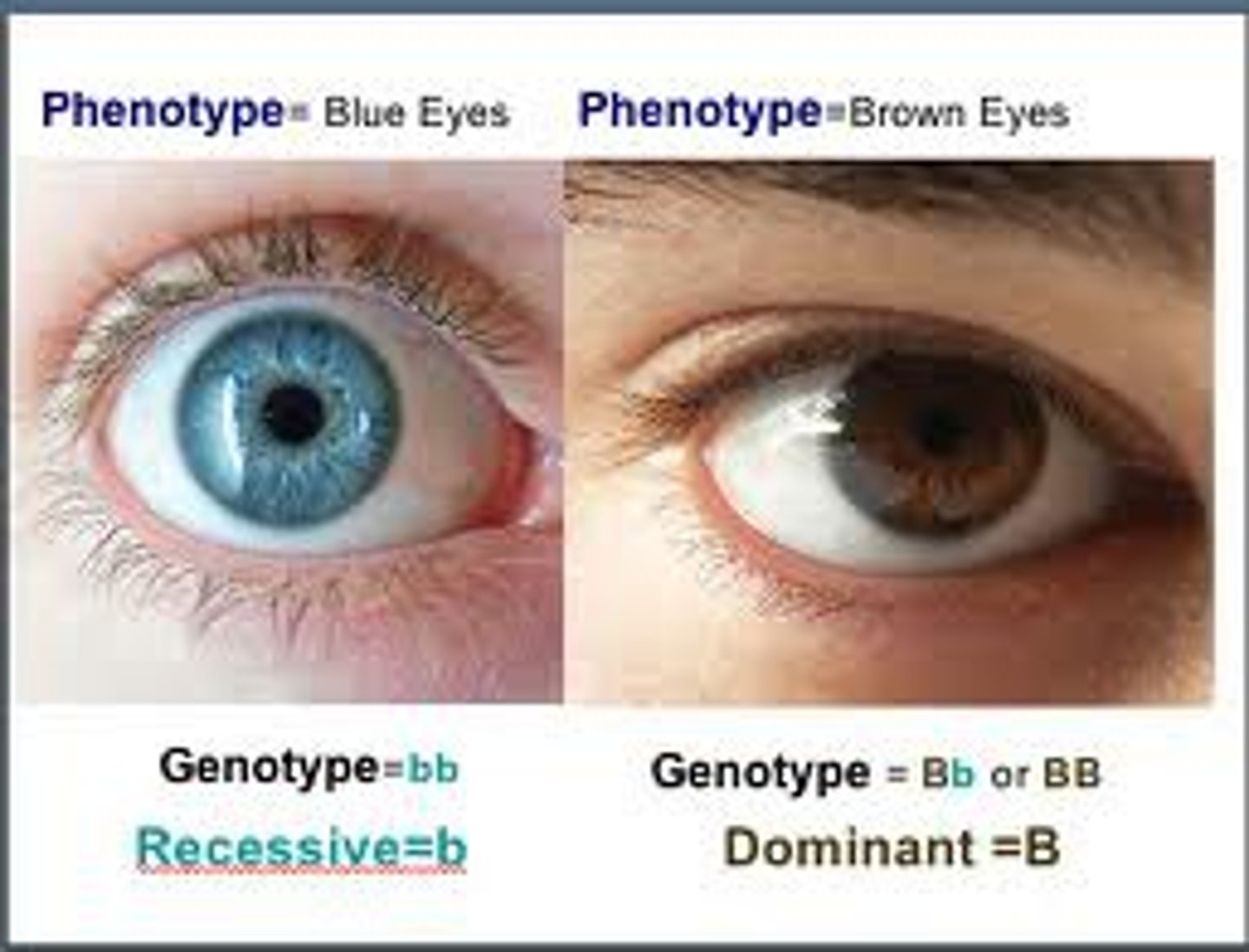 <p>How the genotype is expressed in the individual.</p>