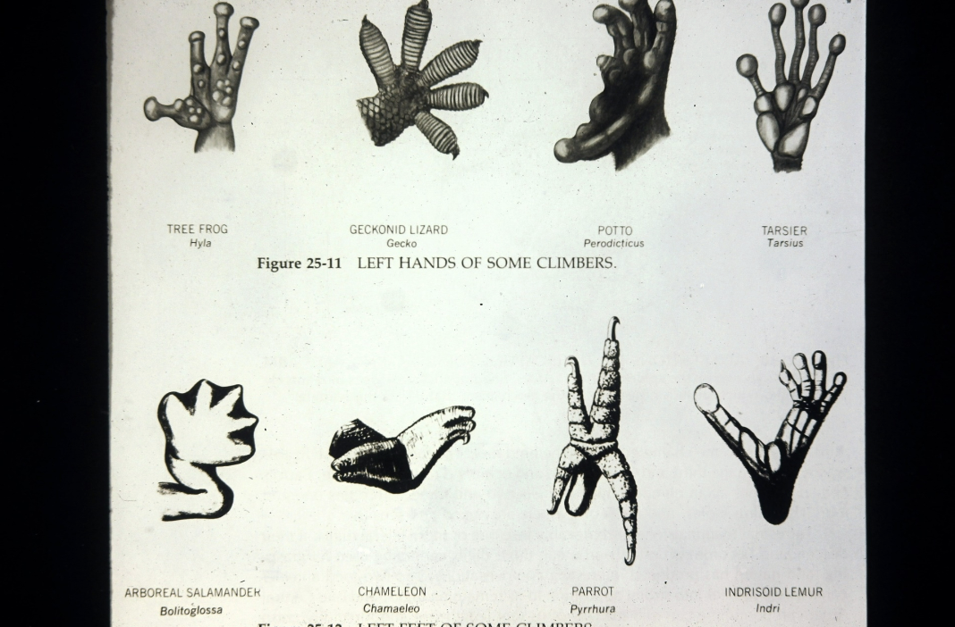 <p>Locomotor adaptation </p>