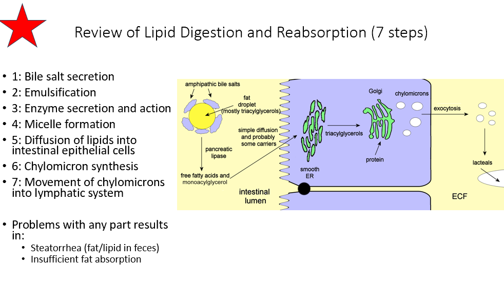 <p>1: Bile salt secretion</p><p>2: Emulsification</p><p>3: Enzyme secretion and action</p><p>4: Micelle formation</p><p>5: Diffusion of lipids into intestinal epithelial cells</p><p>6: Chylomicron synthesis</p><p>7: Movement of chylomicrons into lymphatic system</p><p></p>