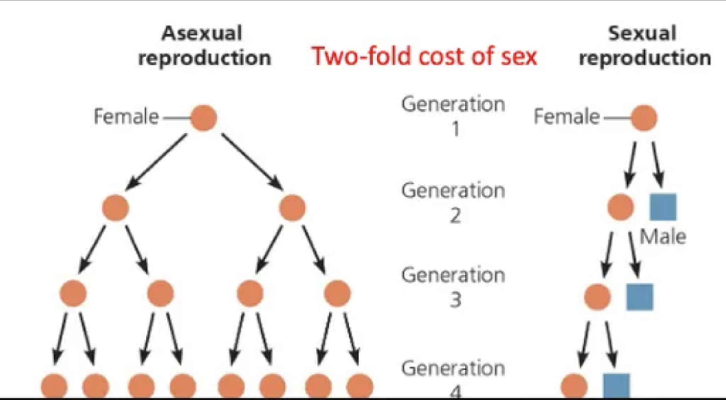 <ol start="3"><li><p>Sexual Reproduction <span data-name="pregnant_woman" data-type="emoji">🤰</span></p></li></ol><p>What are the major <u>disadvantages</u> of sexual reproduction? (3)</p>