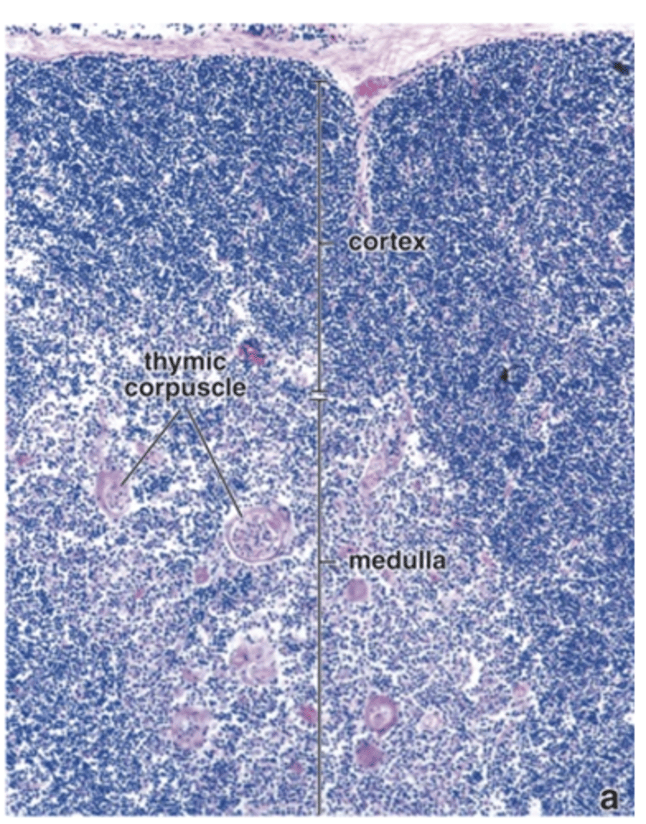 <p>How do the lymphocytes in the thymic medulla differ from those in the cortex?</p>