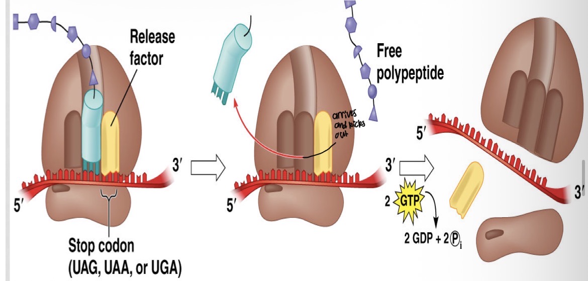 <ul><li><p>At the point of termination of the translation, a stop codon (UAA, UAG, UGA) is reached</p></li><li><p>This codes for a “release factor” which is a water molecule</p></li><li><p>This causes the polypeptide chain to be released and the last t-RNA molecule leaves the ribosome complex</p></li><li><p>The small and large subunits separate from each other</p></li><li><p>The formation of a polypeptide (protein molecule) in an energy requiring process (GTP)</p></li><li><p>It takes about 1 minute for a cell to produce a new polypeptide</p></li></ul><p></p>