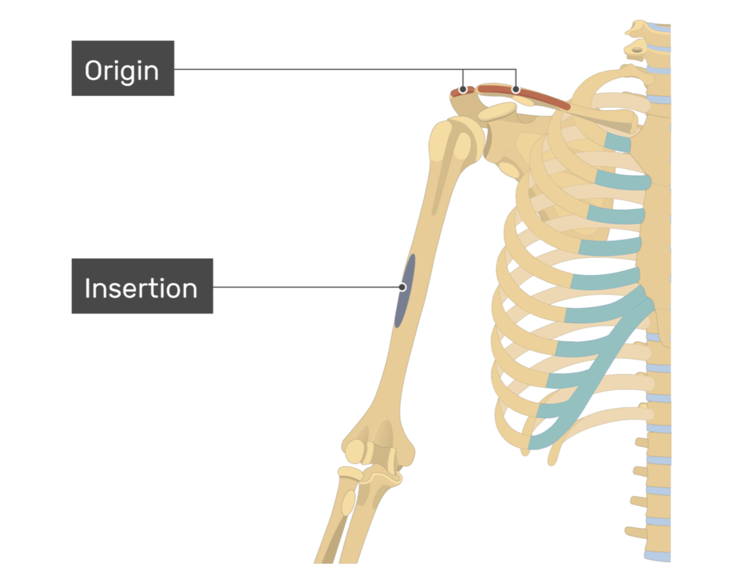 <p>deltoid</p>