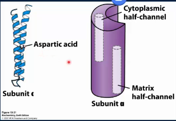 <p>F<span>₀ is composed of many subunits; we only focus on subunit c and a. Subunit c consists of 2 alpha-helices that span the membrane. There are 10-12 (10 in humans) c subunits arranged into a cylinder; this entire cylinder rotates. Halfway down one of the helices is a key aspartic acid/aspartate residue, which can be protonated or deprotonated depending on pH. The subunit a (aka the clamp) covers 2 subunits. It is stationary and has 2 half channels (one open to the IMS and one open to the matrix). Now a subunit c can only move into the subunit a clamp when charged (clamp masks the charge from bilayer)</span></p>