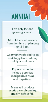 <p><span>Plants that die off when temperatures get too cold—complete their life and reproduction cycle once within one year.</span></p>