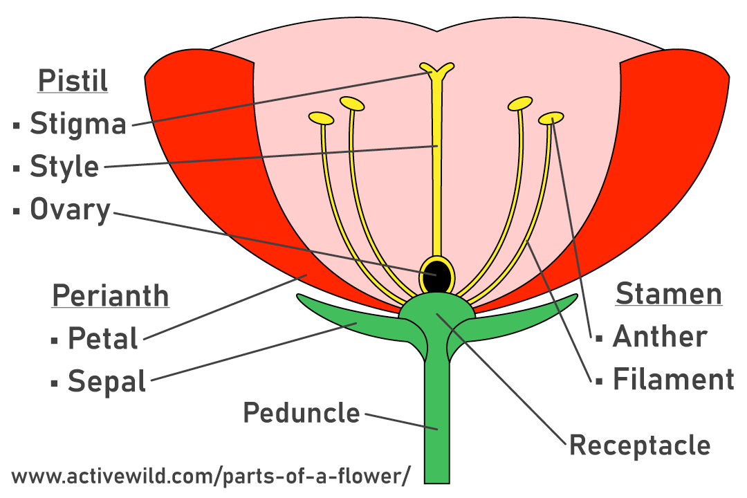 <p>Perianth (outer protective/ or colorful structures), Androecium (pollen producing) and the gynoecium (ovule-producing)</p>