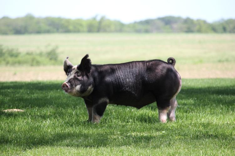 <p>- England</p><p>- Black bodies, white on legs, white stripe on face, tip of tail</p><p>- Erect ears</p><p><span>- </span>Shorter snout than others</p><p><span>-&nbsp;</span>One of the most prepotent swine (trans genetic qualities)</p>