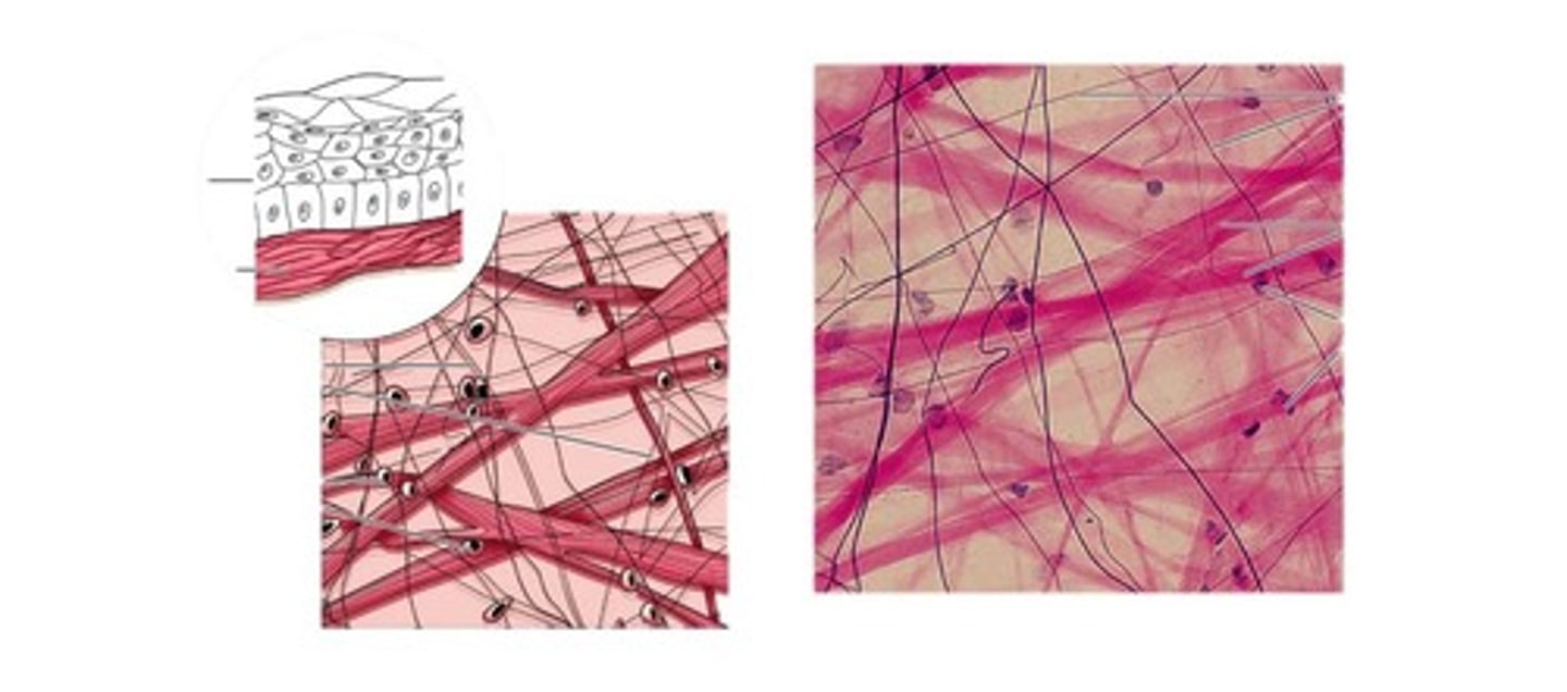 <p>connective tissue proper; loose connective tissue.</p><p>widely distributed under epithelia of body i.e. forma lamina propria of mucous membranes; packages organs; surrounds capillaries.</p>