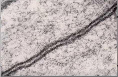 <p>Identify the specific structure</p>