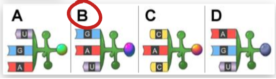 <p><span>Anticodon B</span></p>
