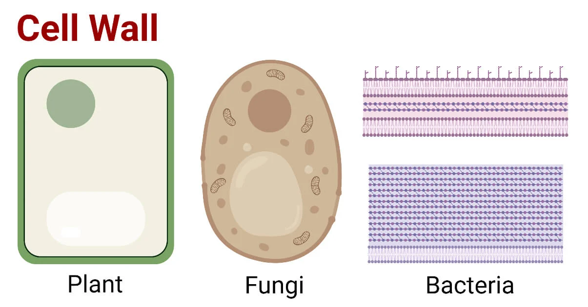 <p><span><strong>Cell Wall</strong></span></p><p><span><strong>(plants, fungi, prokaryotes)</strong></span></p>