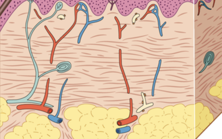 <p>consists of coarse, dense fibrous connective tissue, provides strength and resiliency, lies deep to the papillary layer</p>