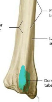 large tuberosity on posterior part of distal end