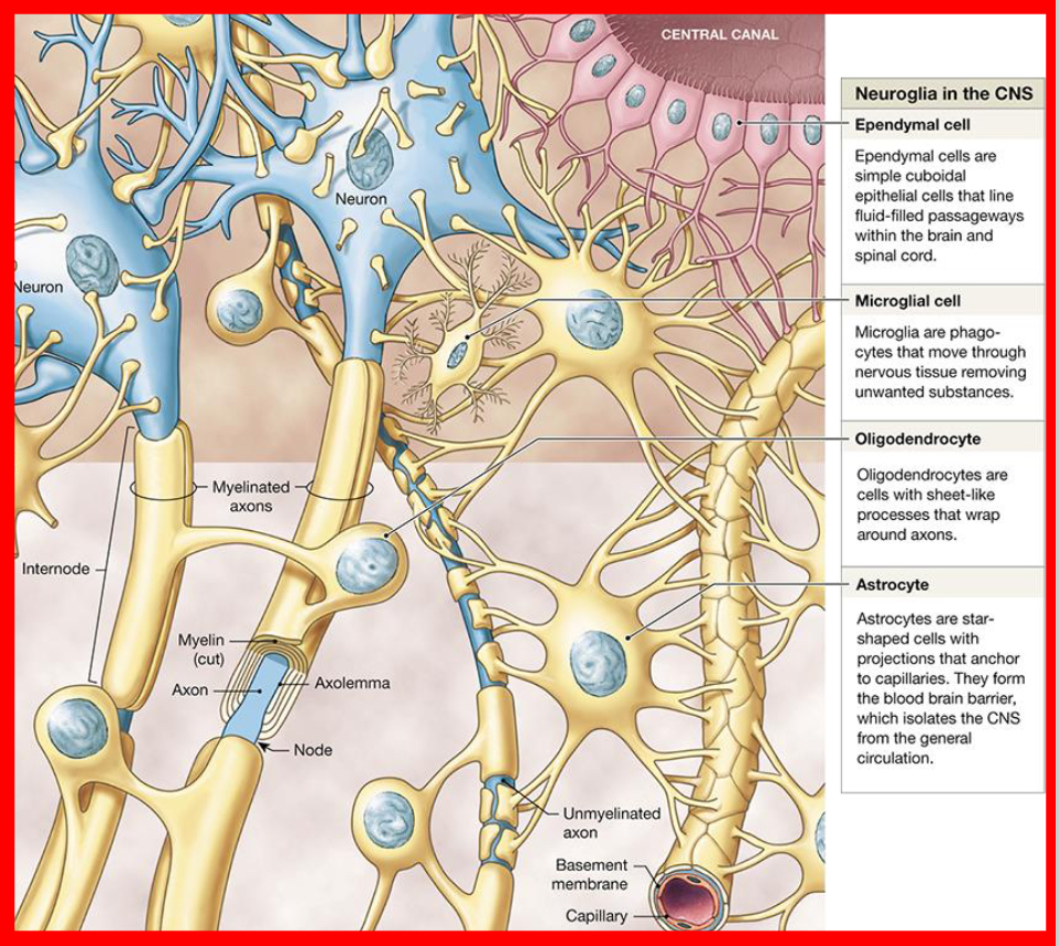 <p>Shield neurons from contact with other neurons, maintain the blood-brain barrier, create a framework for the CNS, and guide embryonic neural development.</p>