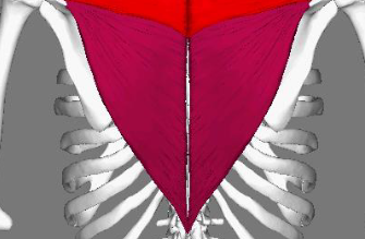 <p>What are the&nbsp;<span style="color: rgb(255, 160, 0);">insertions</span> of the <span style="color: rgb(255, 0, 0);">lower fibers</span> of the trapezius?</p>