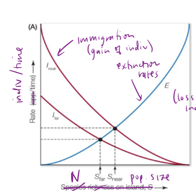 <p>Are immigration rates higher for far or near islands/patches? How is the extinction rate?</p>