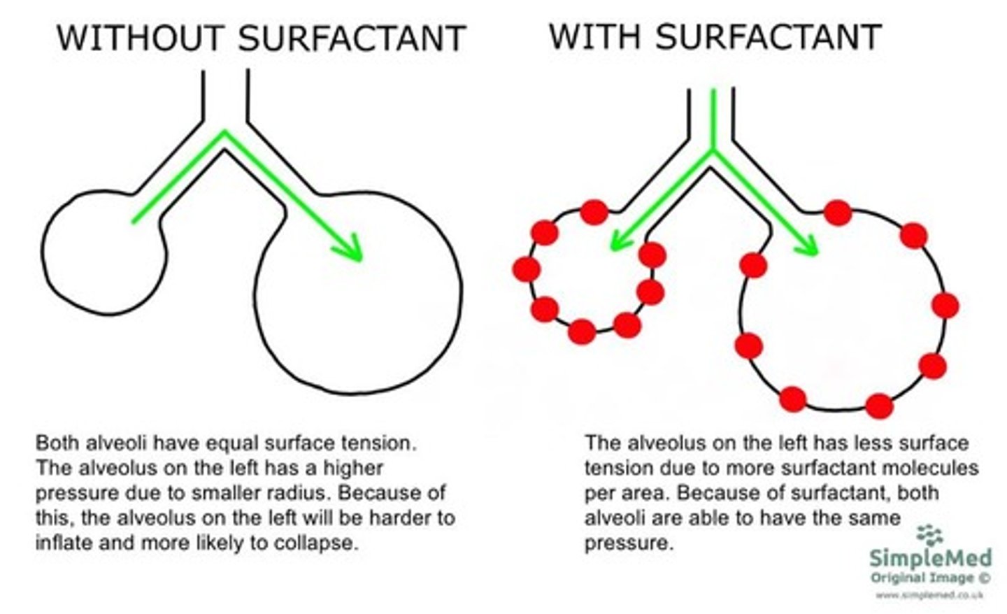 <p>Substances produced by Type II cells that decrease surface tension in alveoli, making it easier to inflate them.</p>