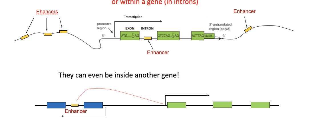 <ul><li><p>DNA regions that can <strong>boost the transcription</strong> of a gene</p></li><li><p>Enhancers bind transcription factors</p></li><li><p>Usually upstream of the promoter</p><p class="p2">but can be far upstream, downstream,</p><p class="p2">or within a gene (in introns)</p></li></ul><p><span style="color: red">A <strong>volume knob</strong> that <strong>amplifies</strong> gene expression — but only works when the right transcription factors are present.</span></p>