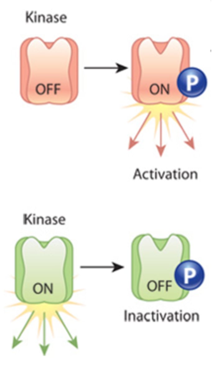 <p>The transfer of a phosphate group, usually from ATP, to a molecule.</p>