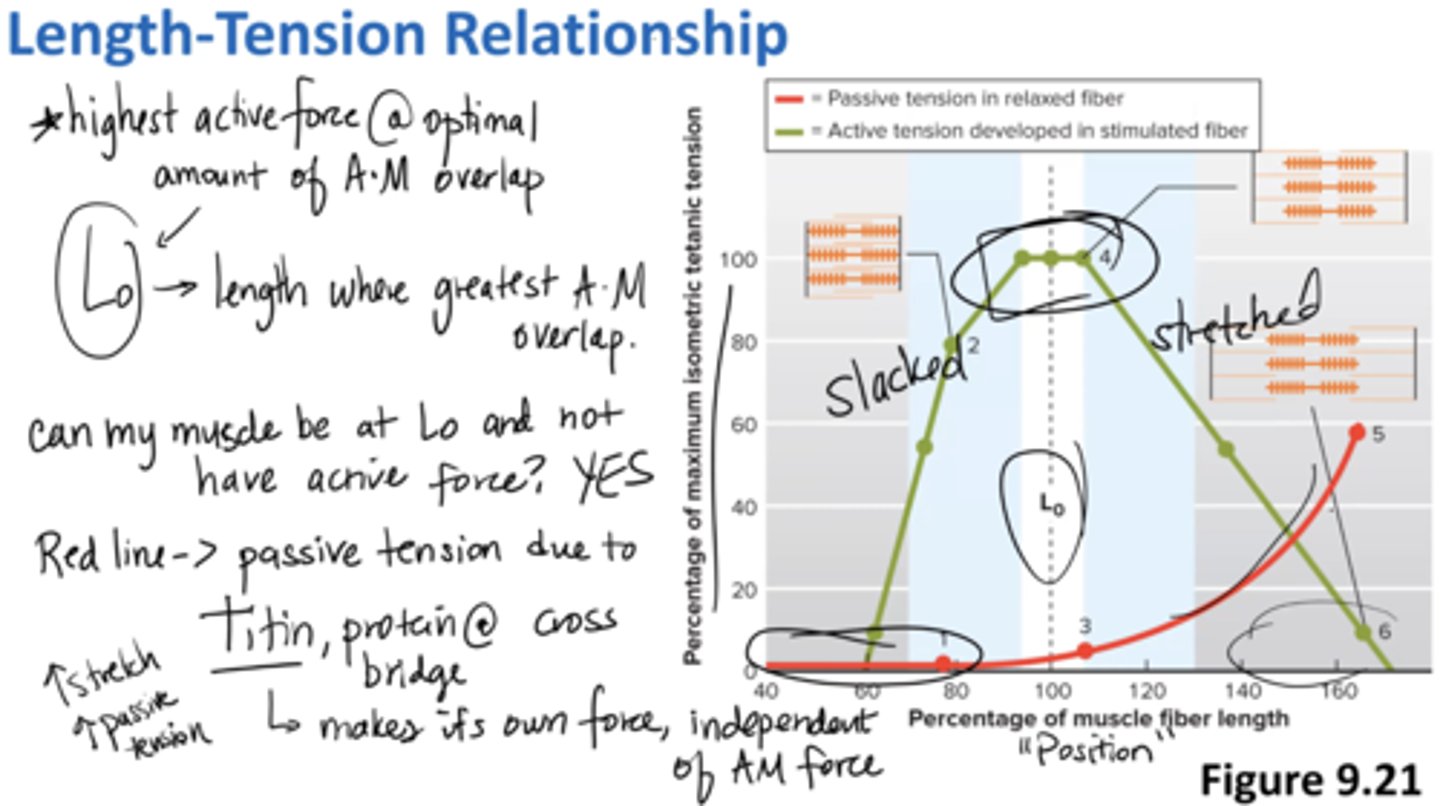 <p>highest active force at optimal amount of actin, myosin overlap </p><p>Lo = length where greatest actin + myosin overlap </p><p>can my muscle be at Lo and not have active force? YES</p><p>red line → passive tension due to Titin (protein at cross bridge) </p>