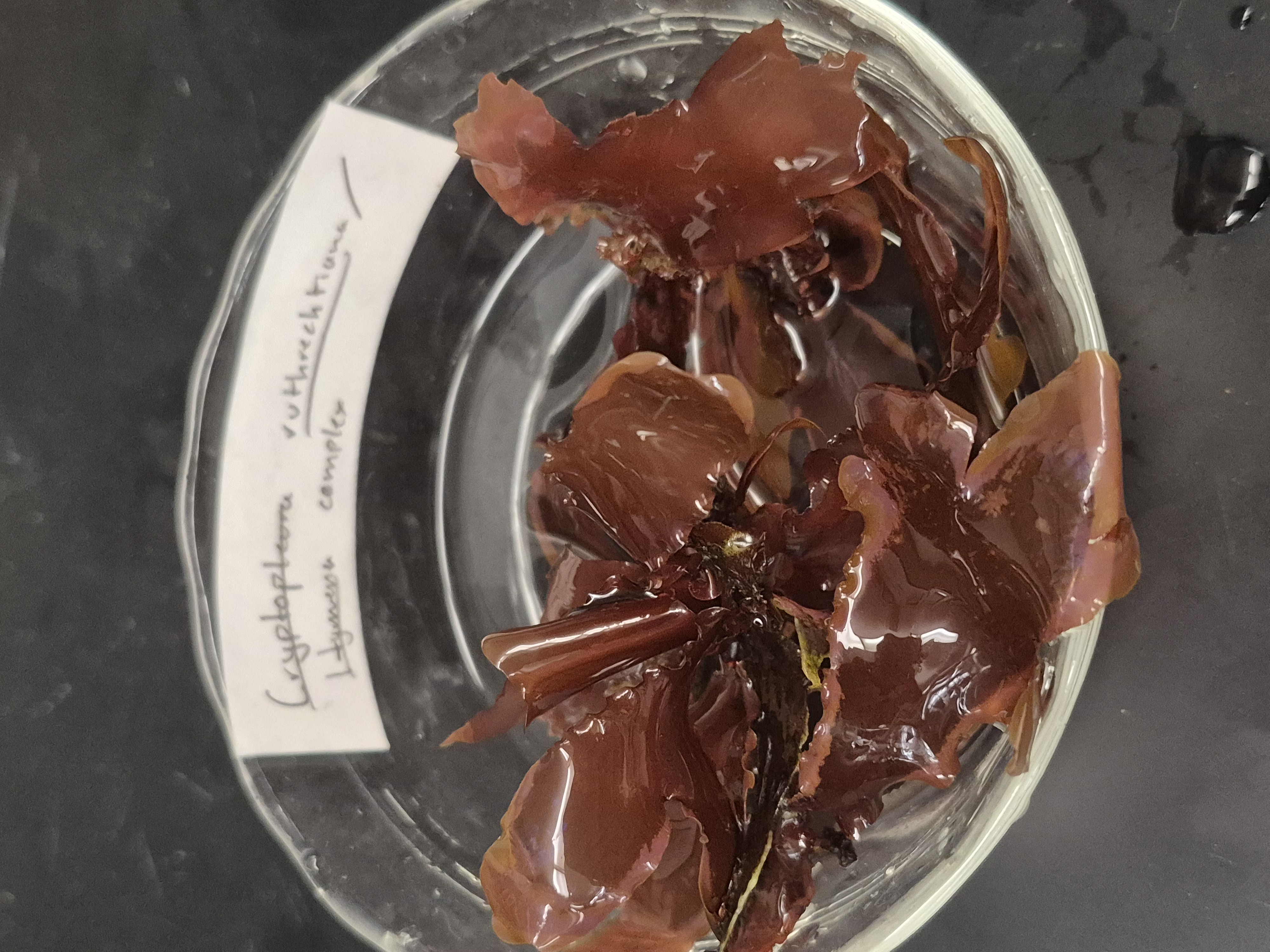 <p>cryptopleura </p>